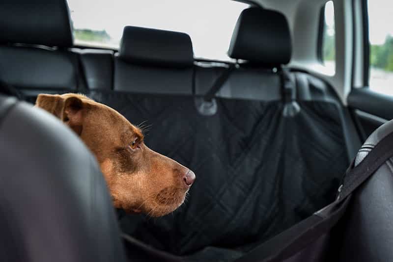 Best Seat Covers For Toyota Tacoma August 2021 Stunning Reviews Updated Bonus - Best Dog Seat Cover For Tacoma